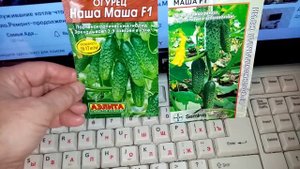 "НАША МАША F-1"??? Огурчики буду выращивать в 2023г. СУПЕРСКОРОСПЕЛЫЕ!!!?????. 28 декабря 2023г.