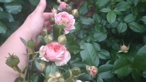 Роза Чипендейл... и немного вечерней грусти...