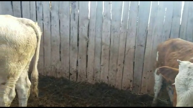 Купить племенной КРС оптом WhatsApp +79656176005 смотреть онлайн