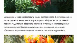 Новинка сезона цезальпиния