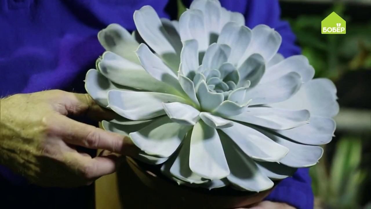 Как размножать эхеверию