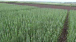 10.06.19 Яровая пшеница, сорт Тризо. Два срока сева, визуальный эффект.