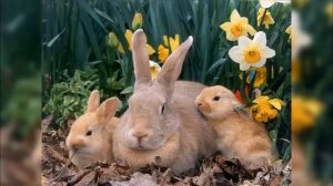 В мире природы  Животные весной