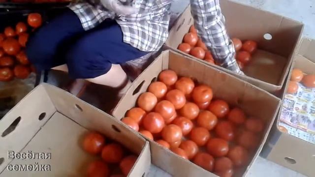 Укладываем помидоры в банановые коробки смотреть онлайн