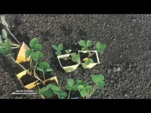 КАК ПОДГОТОВИТЬ ГРЯДКУ ПОД КЛУБНИКУ , КАК  ВЫСАЖИВАТЬ  ЗЕМЛЯНИКУ ИЗ КАССЕТЫ