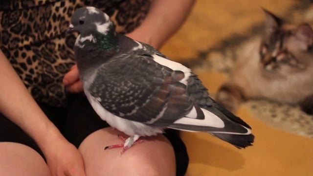 Голубь и кот без глаз смотреть онлайн