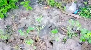 Способ сажать помидоры на агроволокно