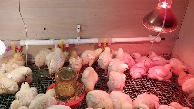 Выращиваю крупных бройлеров. Отличный вес бройлеров в 6 суток.