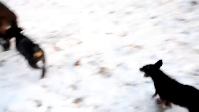 Люц и кабан 02 12 14 смотреть онлайн