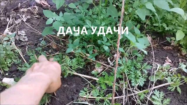 АМБРОЗИЯ! Какой вред может причинить сорняк с красивым названием? Рекомендую посмотреть. ДАЧА УДАЧИ