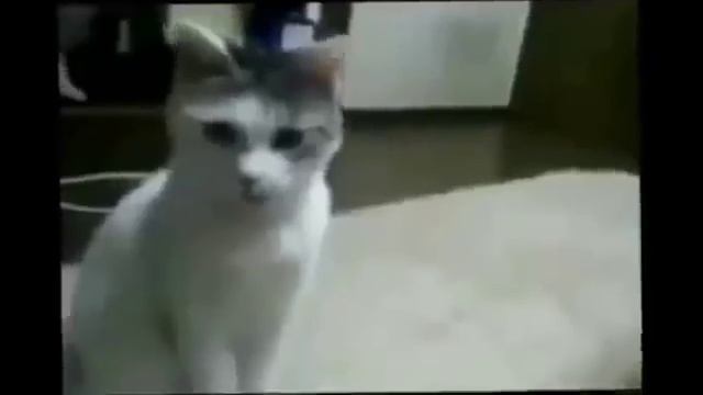 Чего боятся смешные кошки - смешное видео, приколы, смотреть онлайн