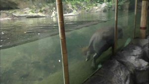 Карликовый гиппопотам