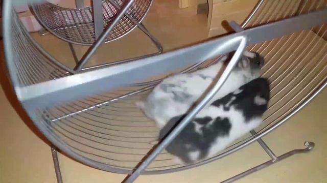 Сирийские Хомки / Мир домашних хомяков смотреть онлайн