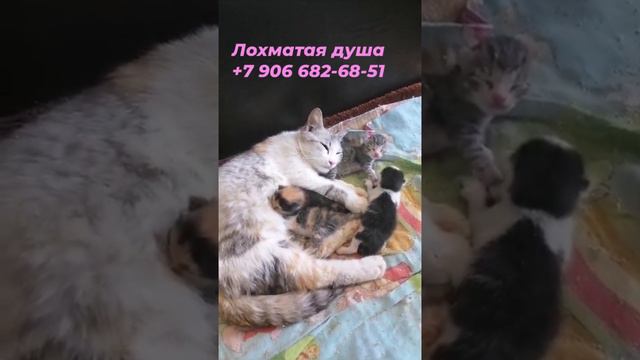 Кошка родила