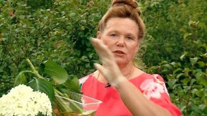 Гортензия. Шубина Людмила Николаевна. Сад Шубиной.