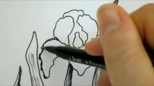 How To Draw Flowers - Iris Flower