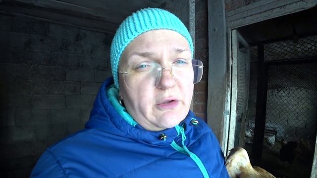 Признаки того, что куры несутся