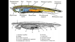 § 16 Тип Хордовые. Бесчерепные.