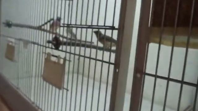 Амадины гульда синие, молодые слетки смотреть онлайн