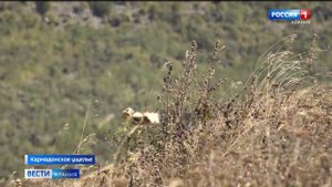 20 лет трагедии в Кармадонском ущелье