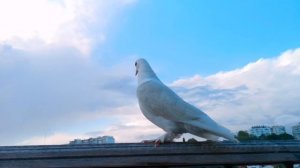 Дух Святой белым голубем / ХРИСТИАНСКИЕ ПЕСНИ