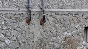 синица ест монтажную пену