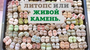 Живой и цветущий камень ЛИТОПС.