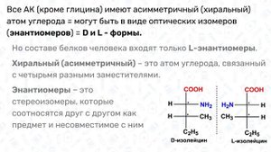 БЕЛКИ: строение, функции, классификация, аминокислоты / Биохимия