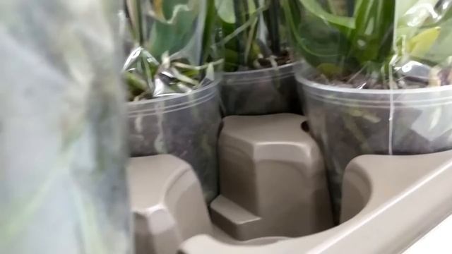 Обзор орхидей 15 ноября 2020 ТВОЙ ДОМ Воронеж смотреть онлайн