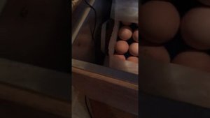 Инкубация яиц В ДВА РЯДА в БЛИЦ 48