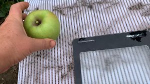 Яблоня Кримсон Крисп и Грин Стар