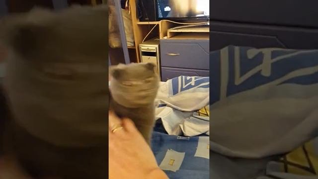 Дрессированная Шотландская вислоухая