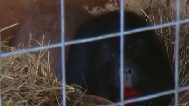 Гигантский хомяк