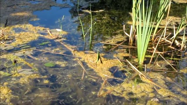 Пруд в дмитровском кремле смотреть онлайн