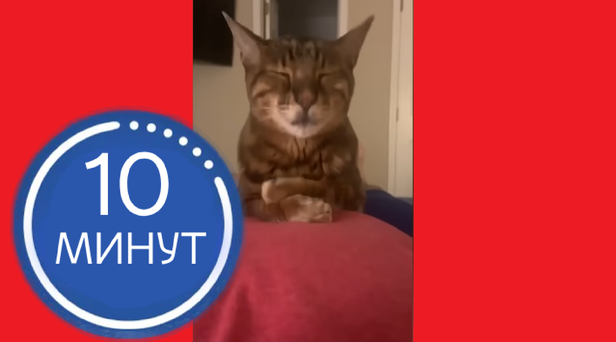 ЛУЧШИЕ домашние животные, которые заставят вас смеяться! #3