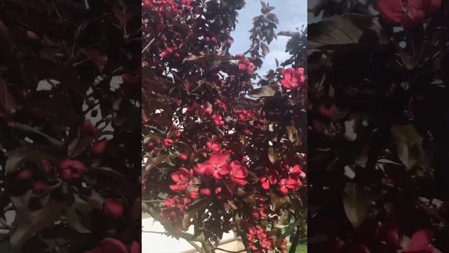 Декоративная яблоня Роялти. Позднее цветение холодной весной 2022. смотреть онлайн