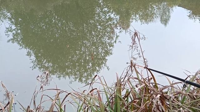 В ЭТОЙ ЛУЖЕ МНОГО КРУПНОГО КАРАСЯ. ЛОВЛЯ КАРАСЕЙ ИЗ ЛУЖИ.ПЕРЕЗОЛИВ С ЮТУБА. #рыбалка