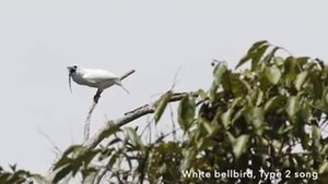 Самый громкий одноусый звонарь