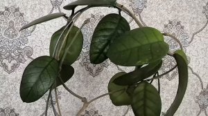 Хойи? Сорта переехавшие к маме (2 часть)