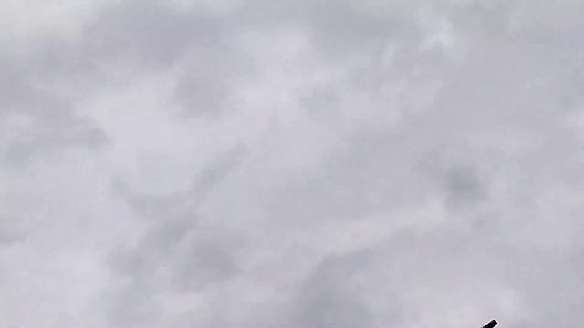 Хищные птицы в городе Северск смотреть онлайн