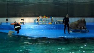 дельфинарий Питер 2017