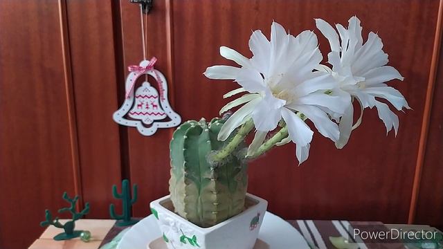 Пятое цветение эхинопсиса субденудата Фуззи Невел        ( Echinopsis Subdenudata cv. Fuzzy Navel)