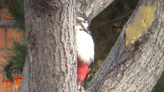 Дятел – лесной лекарь или дачный вредитель? смотреть онлайн