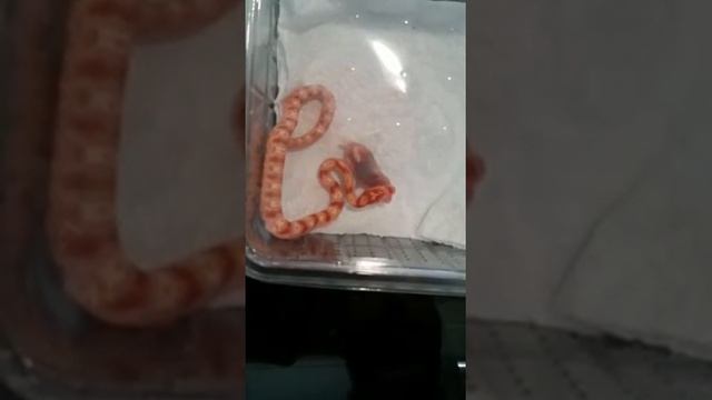 Élaphe Guttata (Pantherophis Guttatus) babies