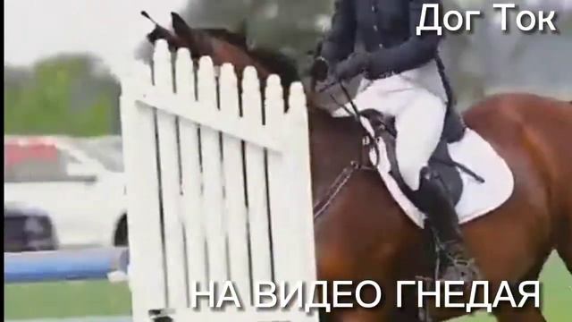 Темно-гнедая масть лошади смотреть онлайн