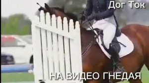 Темно-гнедая масть лошади