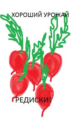 Редиска. Редис. Хороший урожай. Вырос за 30 дней. В огороде. На даче. Посмотрите мой урожай. Я рада