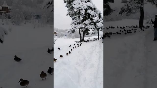 Утки в Сормовском парке Нижнего Новгорода