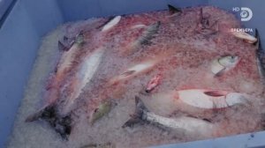 Джереми Уэйд: Тёмные воды. В поисках речных королей Аляски