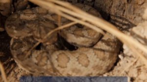 Пресмыкающиеся (1 класс). Окружающий мир.